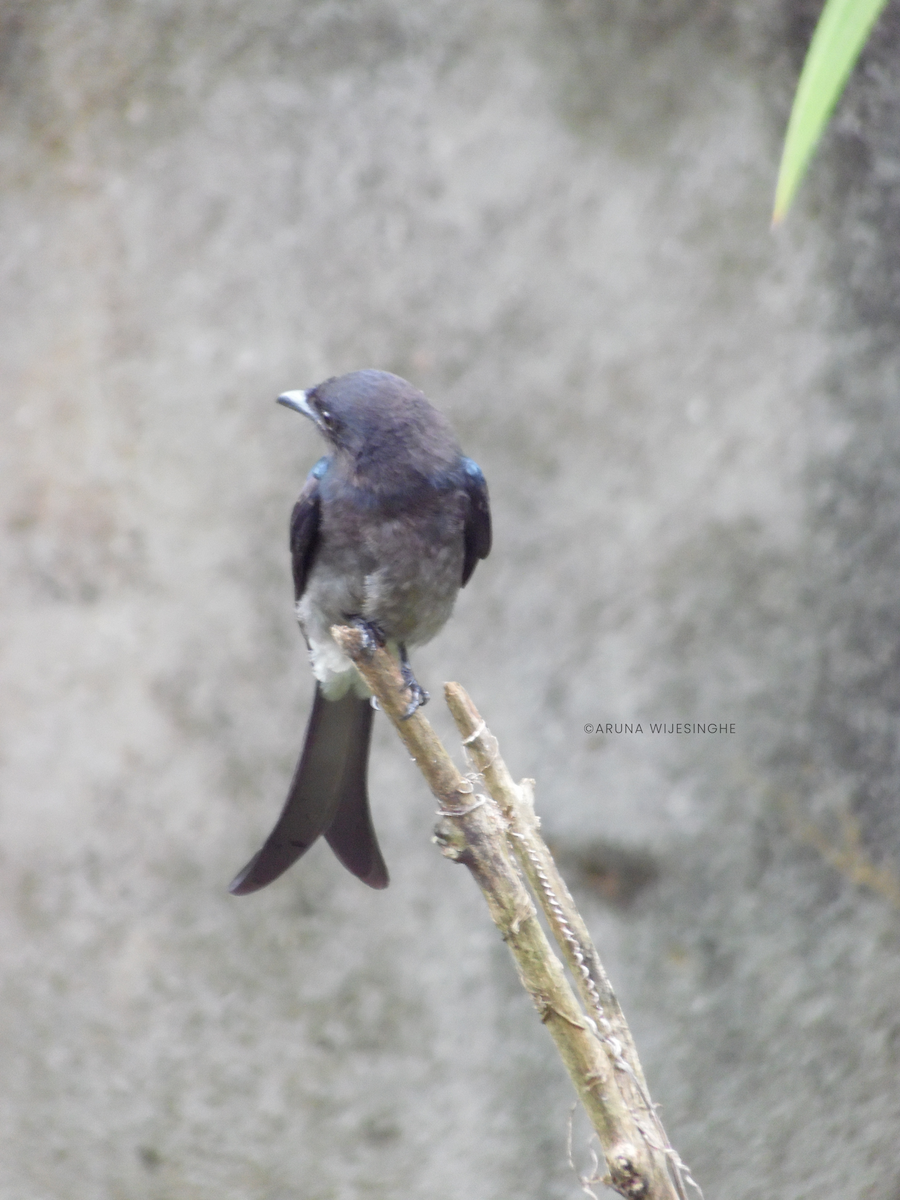 drongo šedobřichý - ML634596165