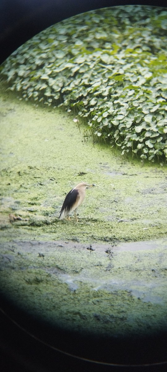 Indian Pond-Heron - ML634596203