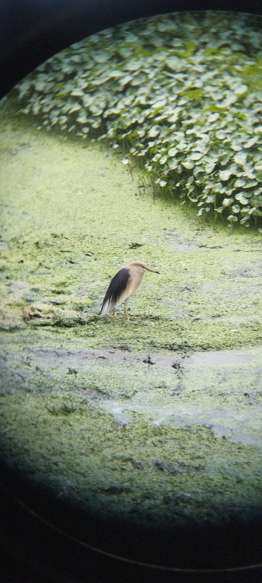 Indian Pond-Heron - ML634596204