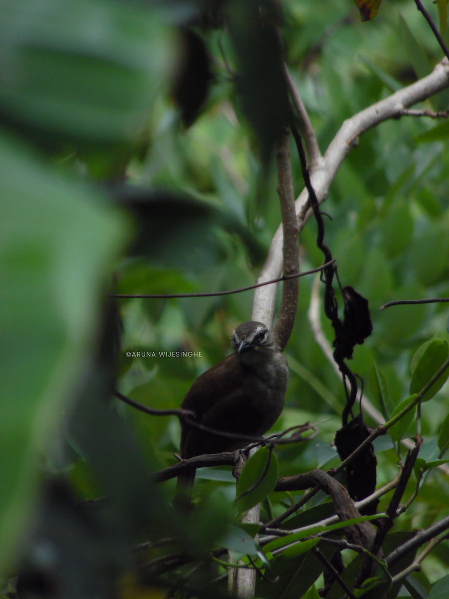 White-browed Bulbul - ML634596214