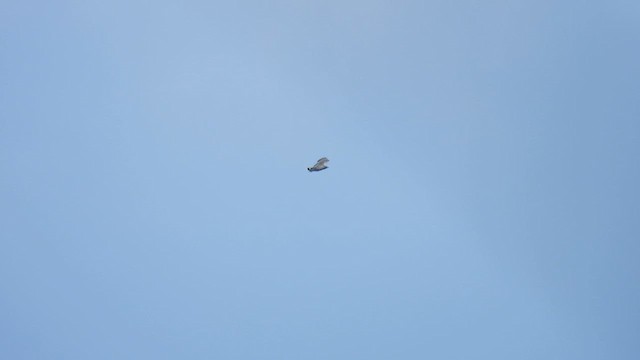 Solitary Eagle - ML634596288