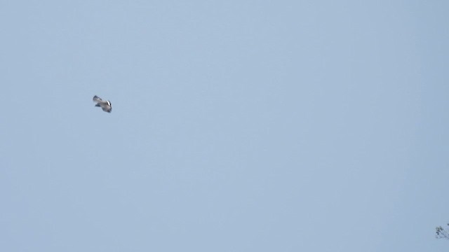 Solitary Eagle - ML634596289