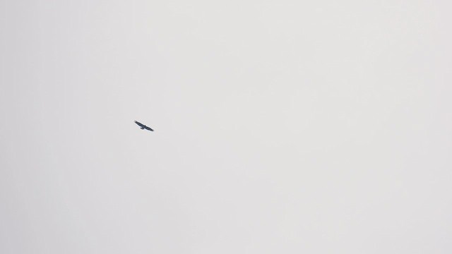 Solitary Eagle - ML634596294