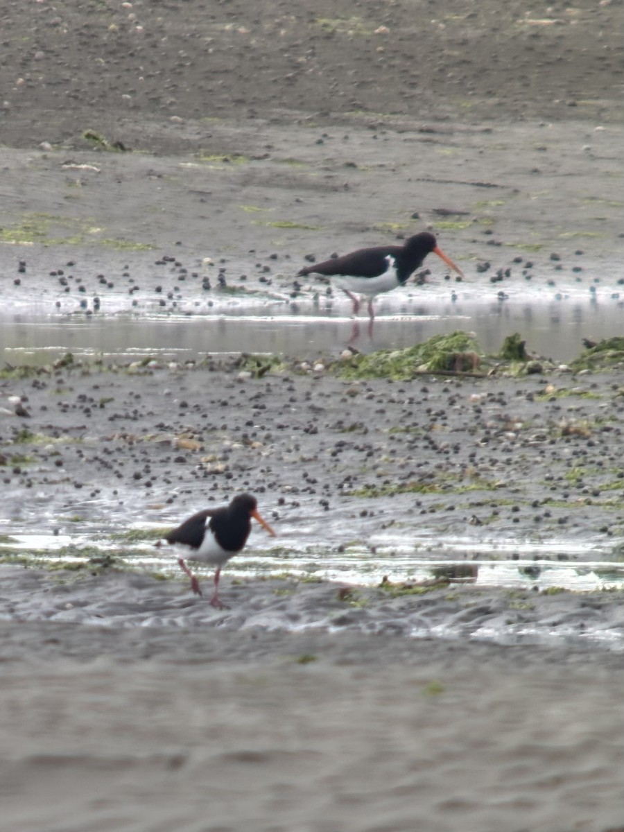 South Island Oystercatcher - ML634596446