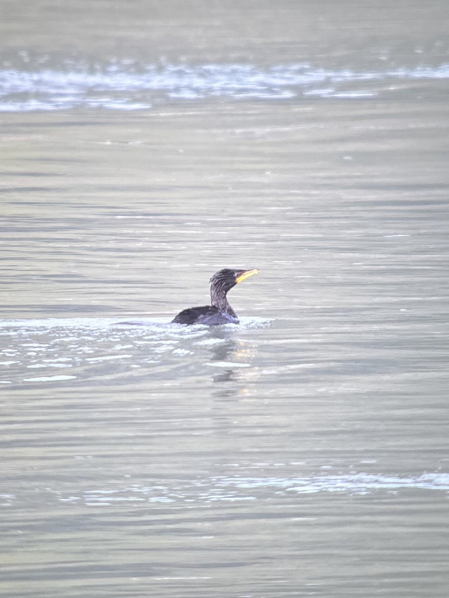 Little Pied Cormorant - ML634596478