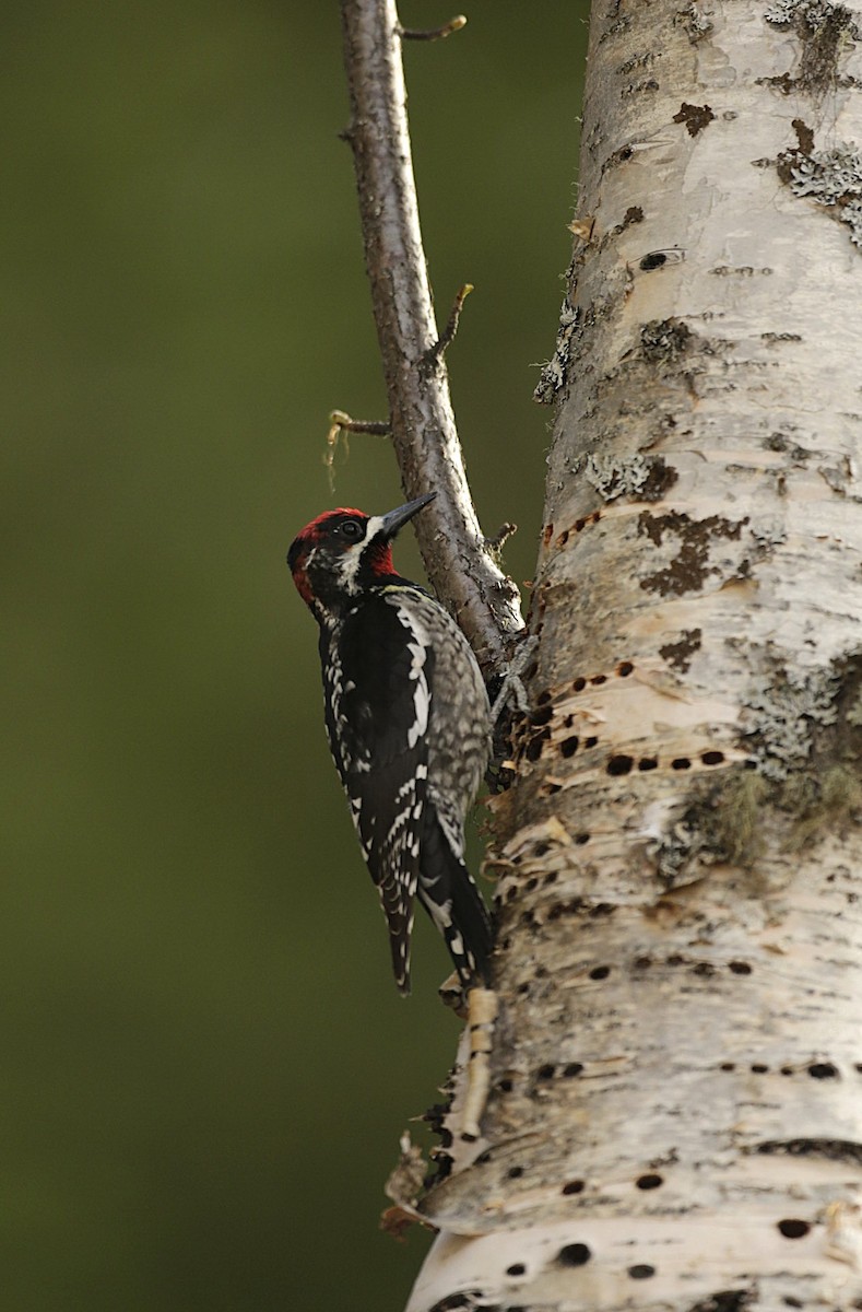 Red-naped Sapsucker - ML634596544