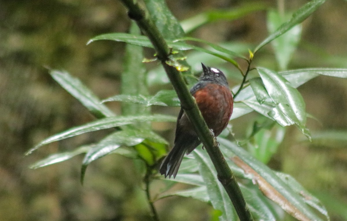 Chestnut-bellied Chat-Tyrant - ML634596587