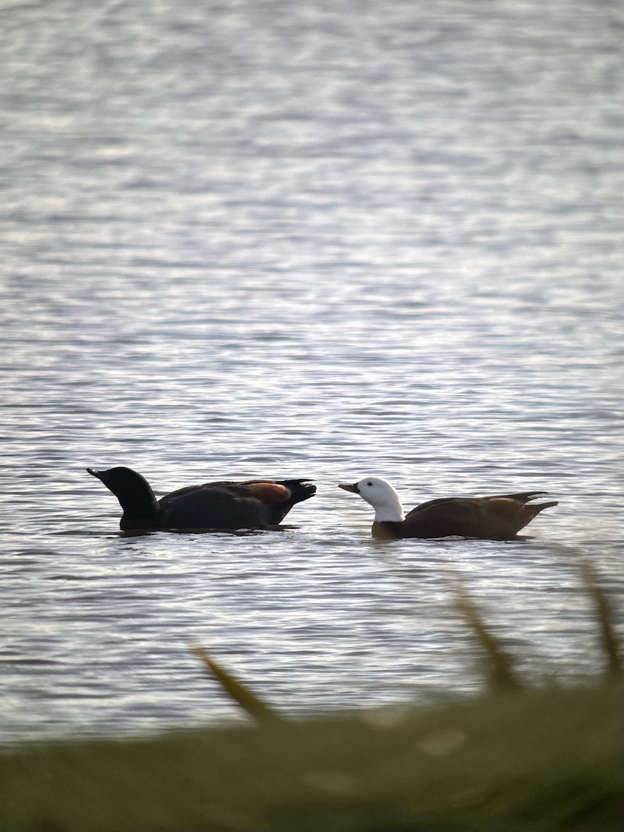 Paradise Shelduck - ML634596663