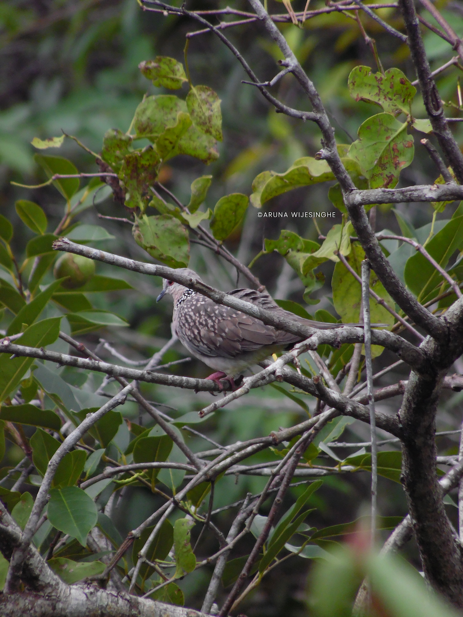 hrdlička kropenatá - ML634596675