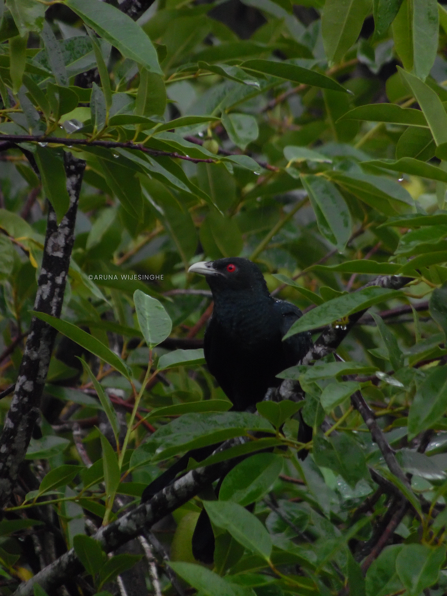 kukačka koel - ML634596702