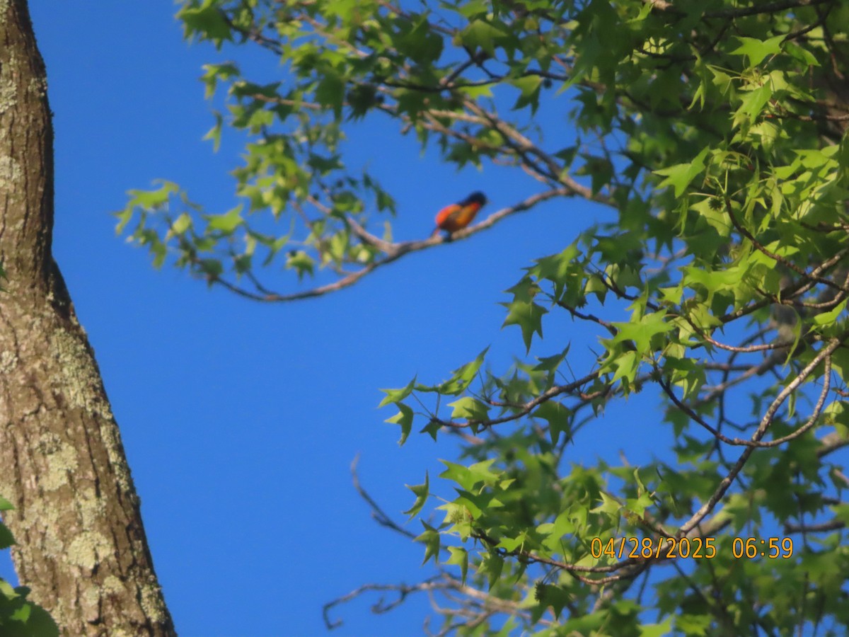 Baltimore Oriole - ML634596719