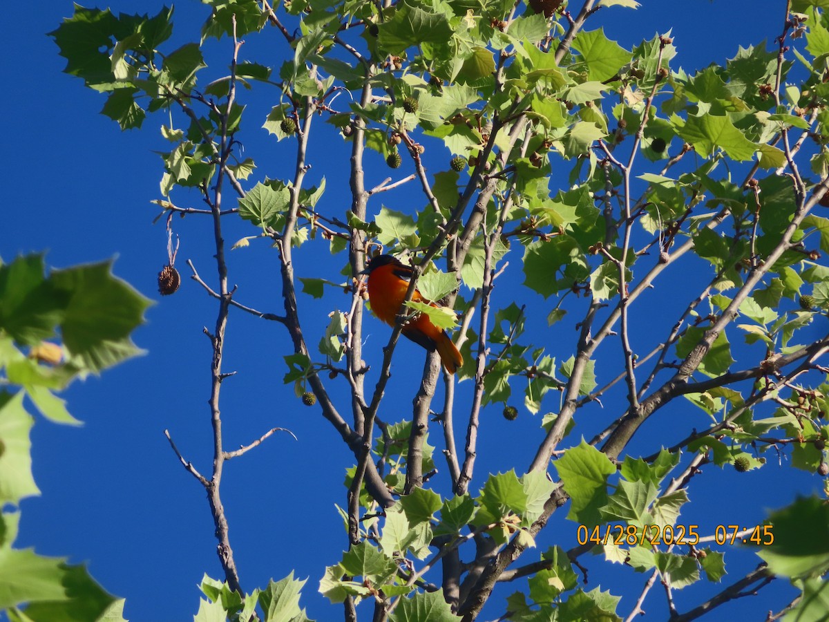 Baltimore Oriole - ML634596731
