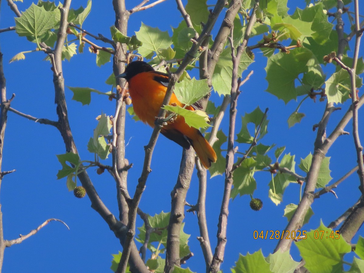 Baltimore Oriole - ML634596741