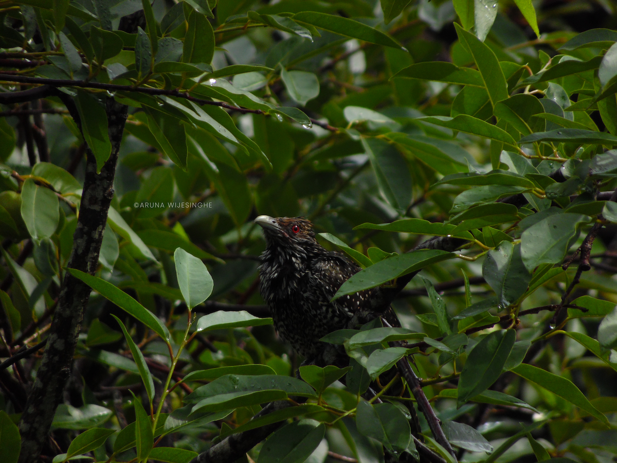 kukačka koel - ML634596764