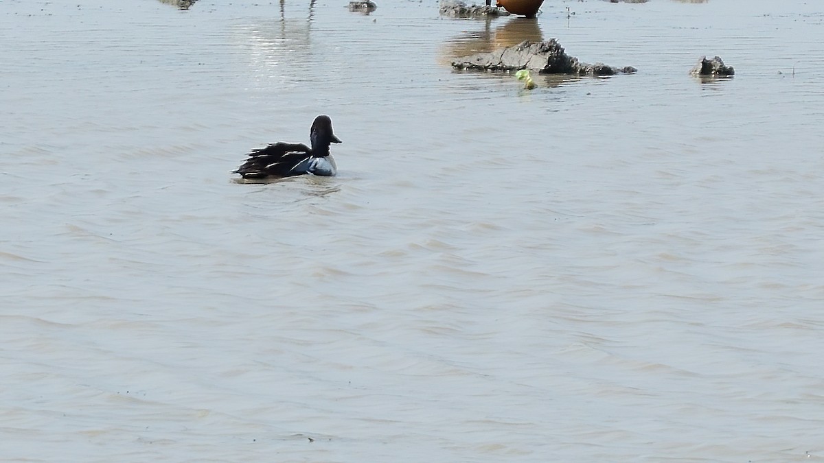 Гэзэгт шумбуур - ML634596771