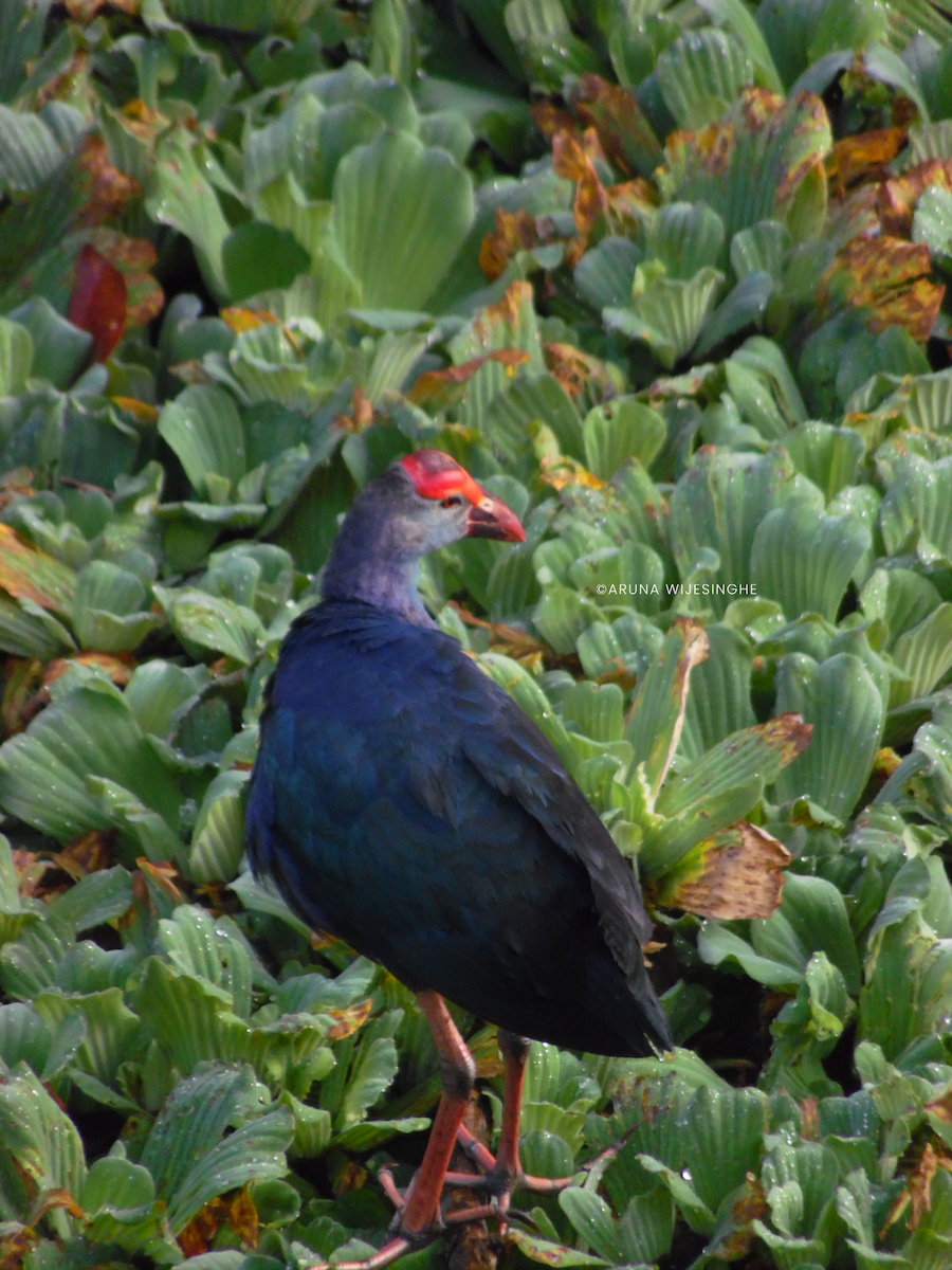 slípka šedohlavá - ML634596816