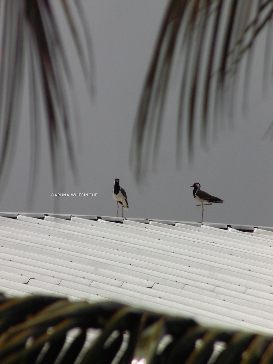 čejka černoprsá - ML634596838