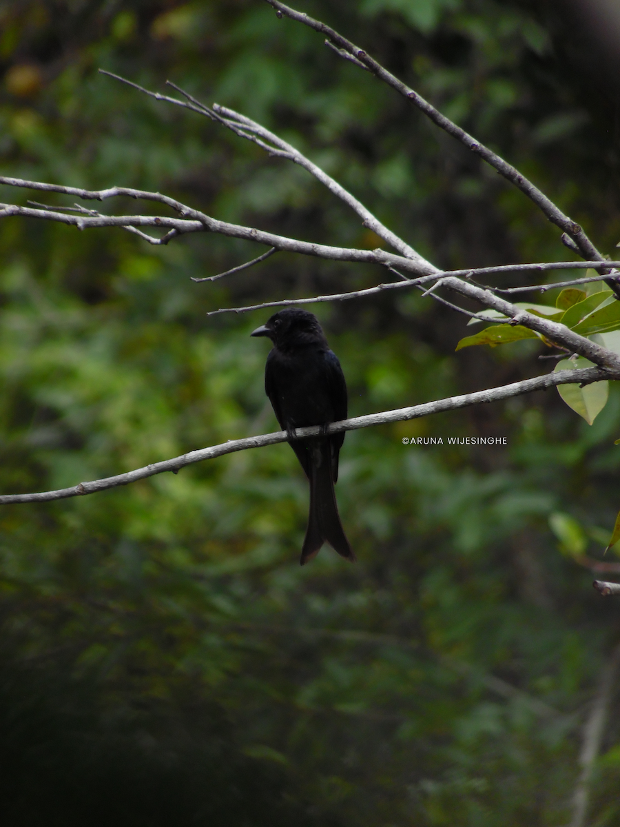 drongo šedobřichý - ML634596869