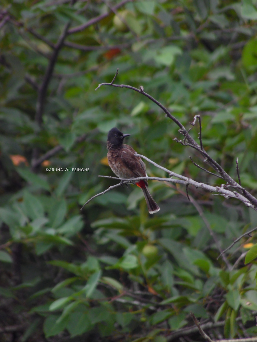 bulbul šupinkový - ML634596884