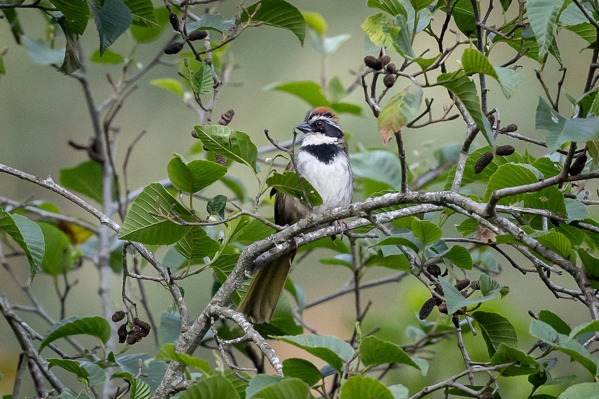 Collared Towhee - ML634596913