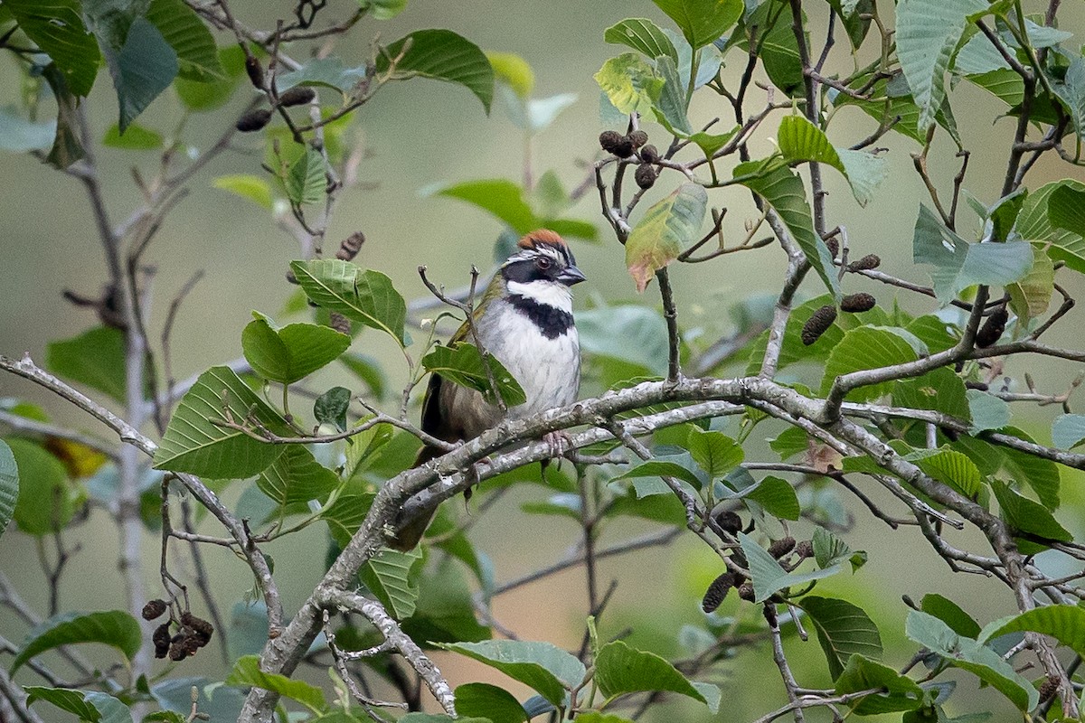 Collared Towhee - ML634596914