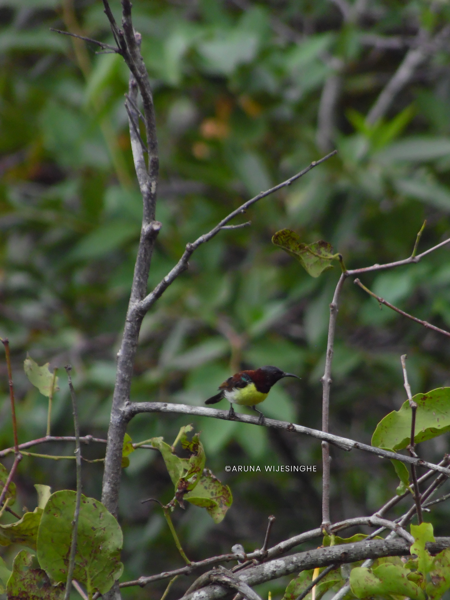 strdimil srílanský - ML634596927