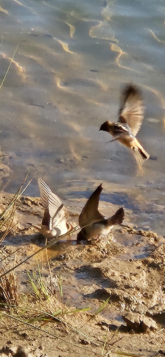 Cliff Swallow - ML634597056