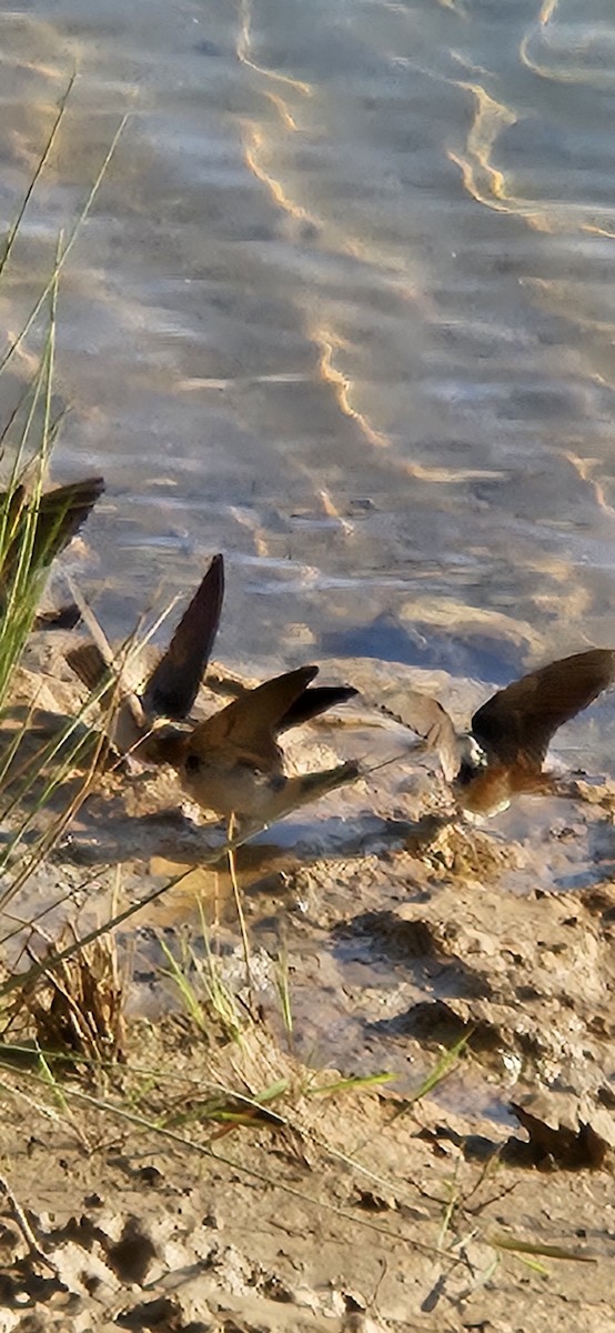 Cliff Swallow - ML634597057
