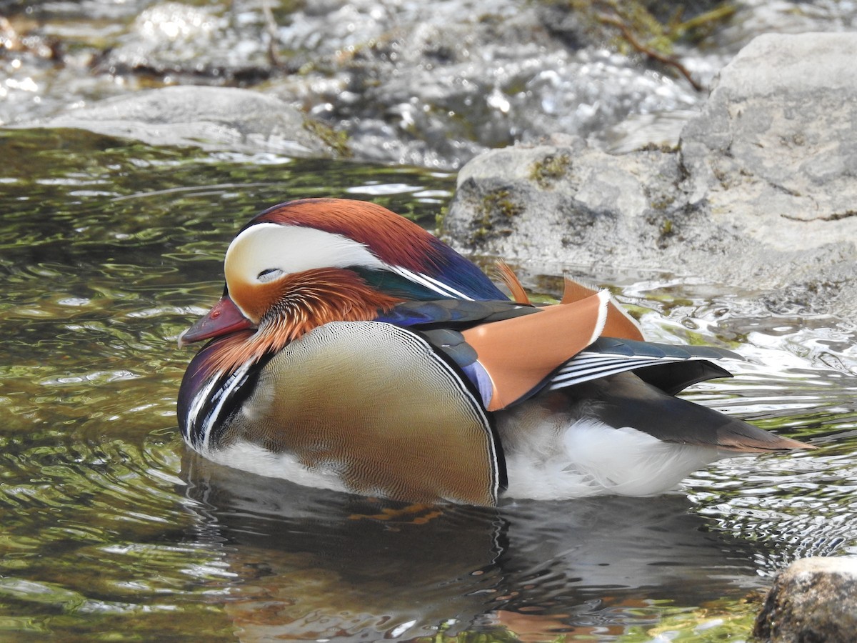 Mandarin Duck - ML634597065