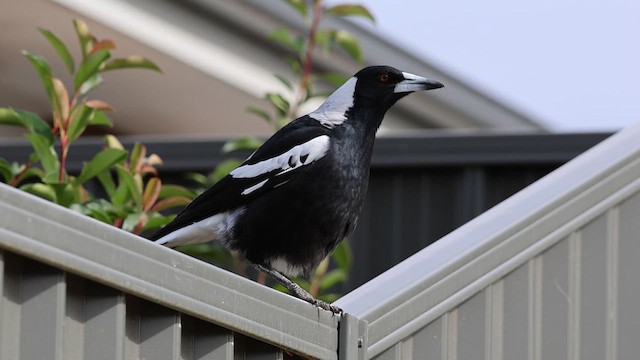 Australian Magpie (Black-backed) - ML634597066
