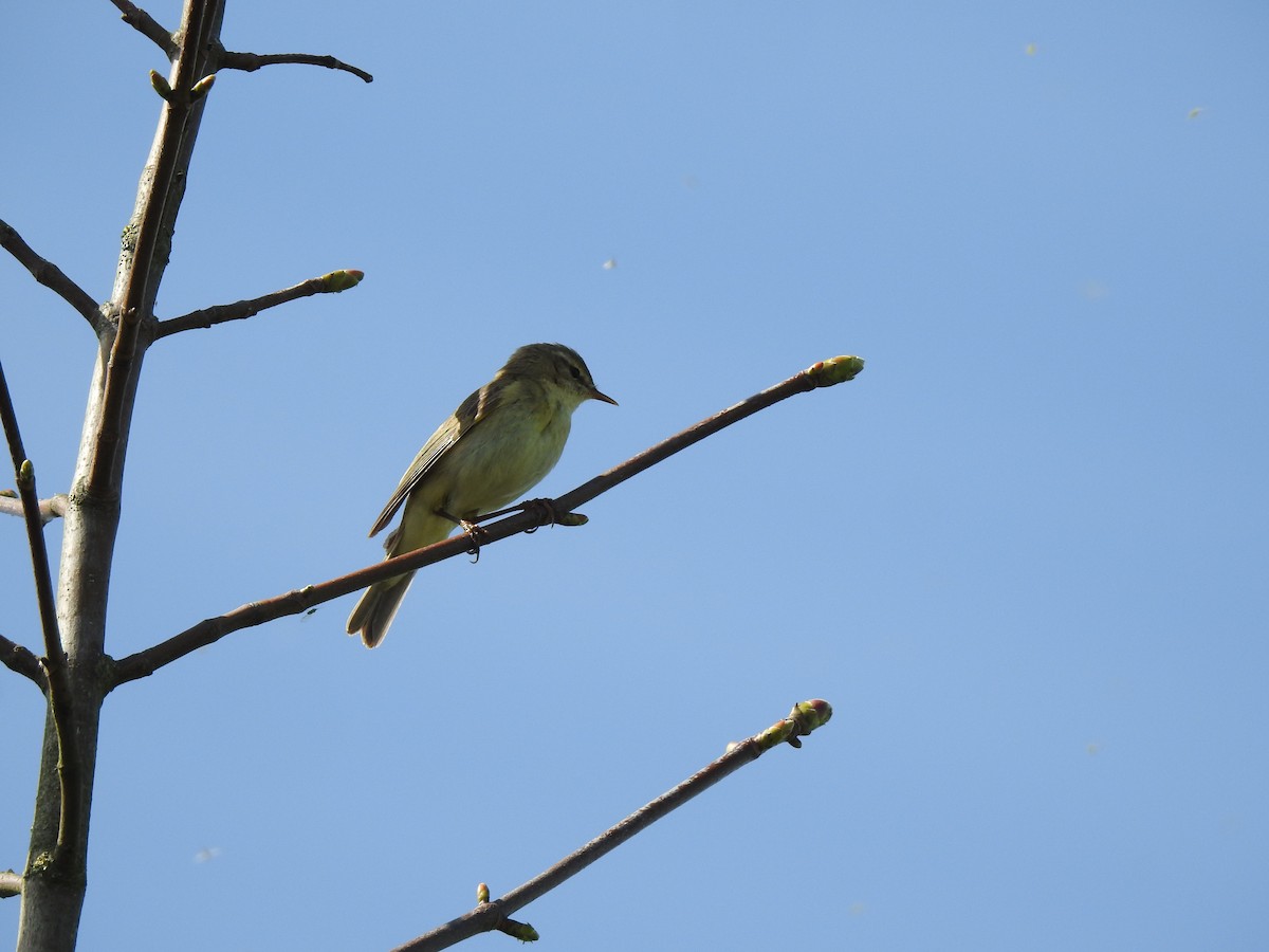 Willow Warbler - ML634597069