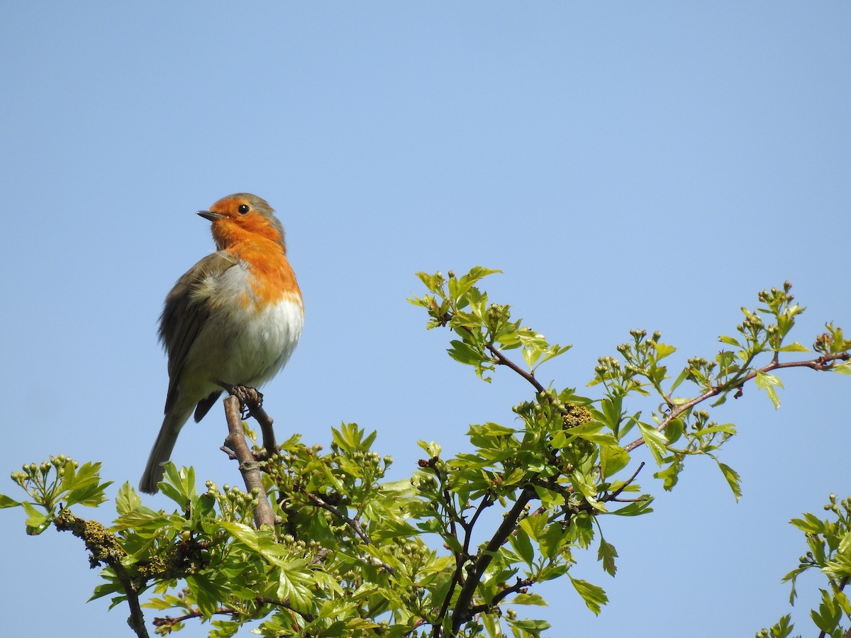 European Robin - ML634597075