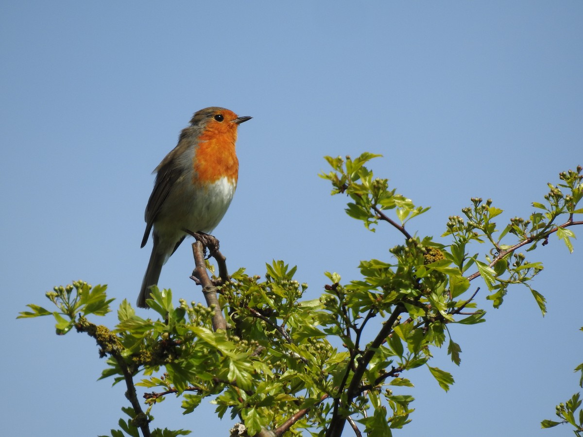 European Robin - ML634597076