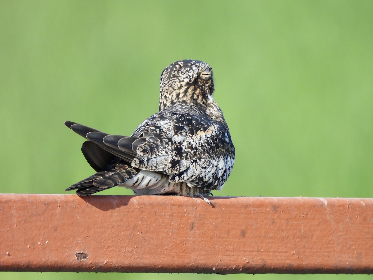 Common Nighthawk - ML634597082