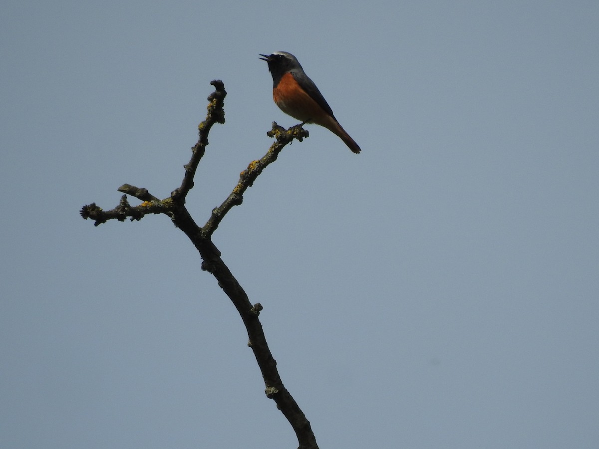Common Redstart - ML634597086