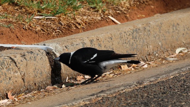 Australian Magpie (Black-backed) - ML634597115