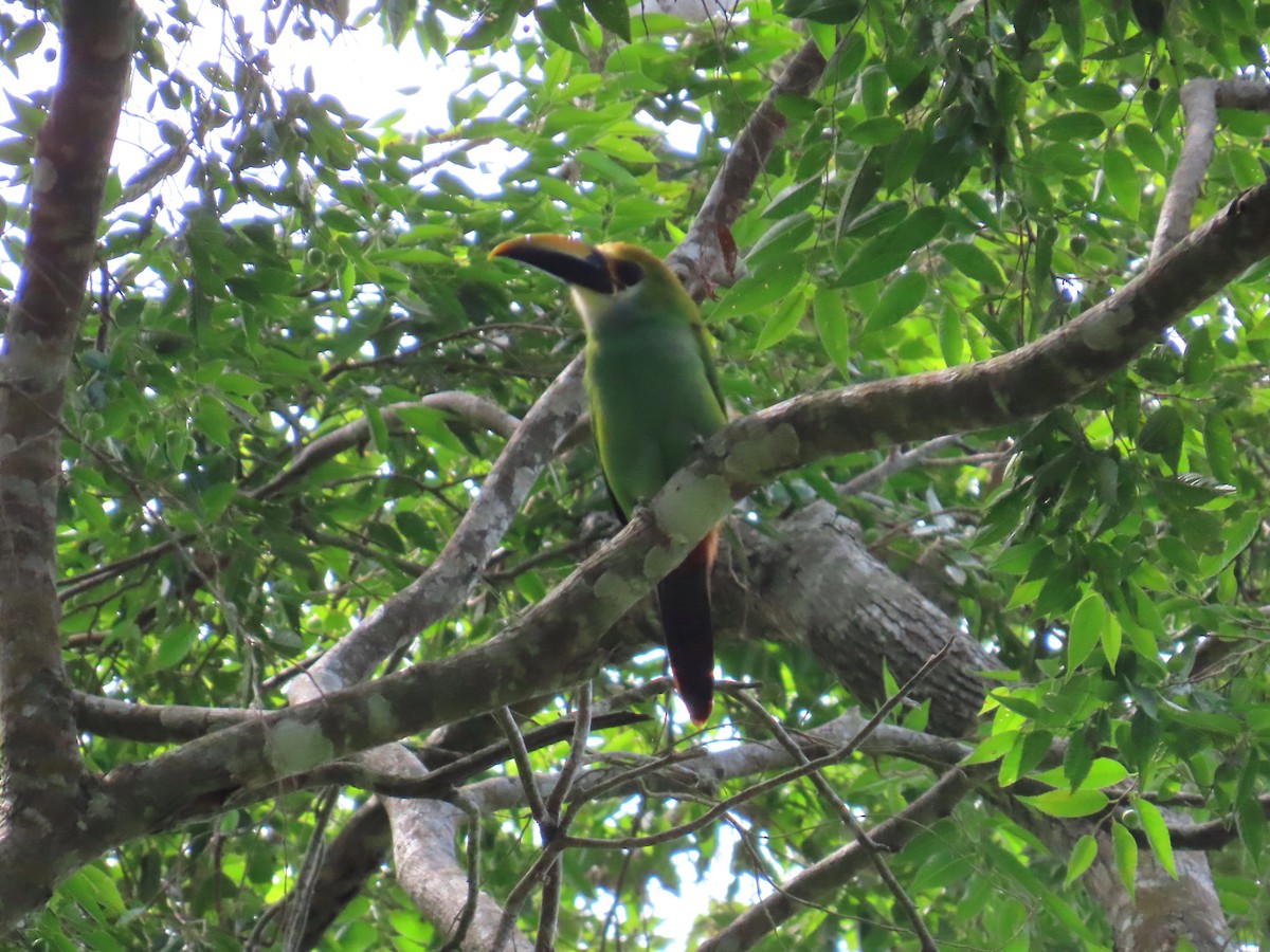 Northern Emerald-Toucanet (Wagler's) - ML634597162
