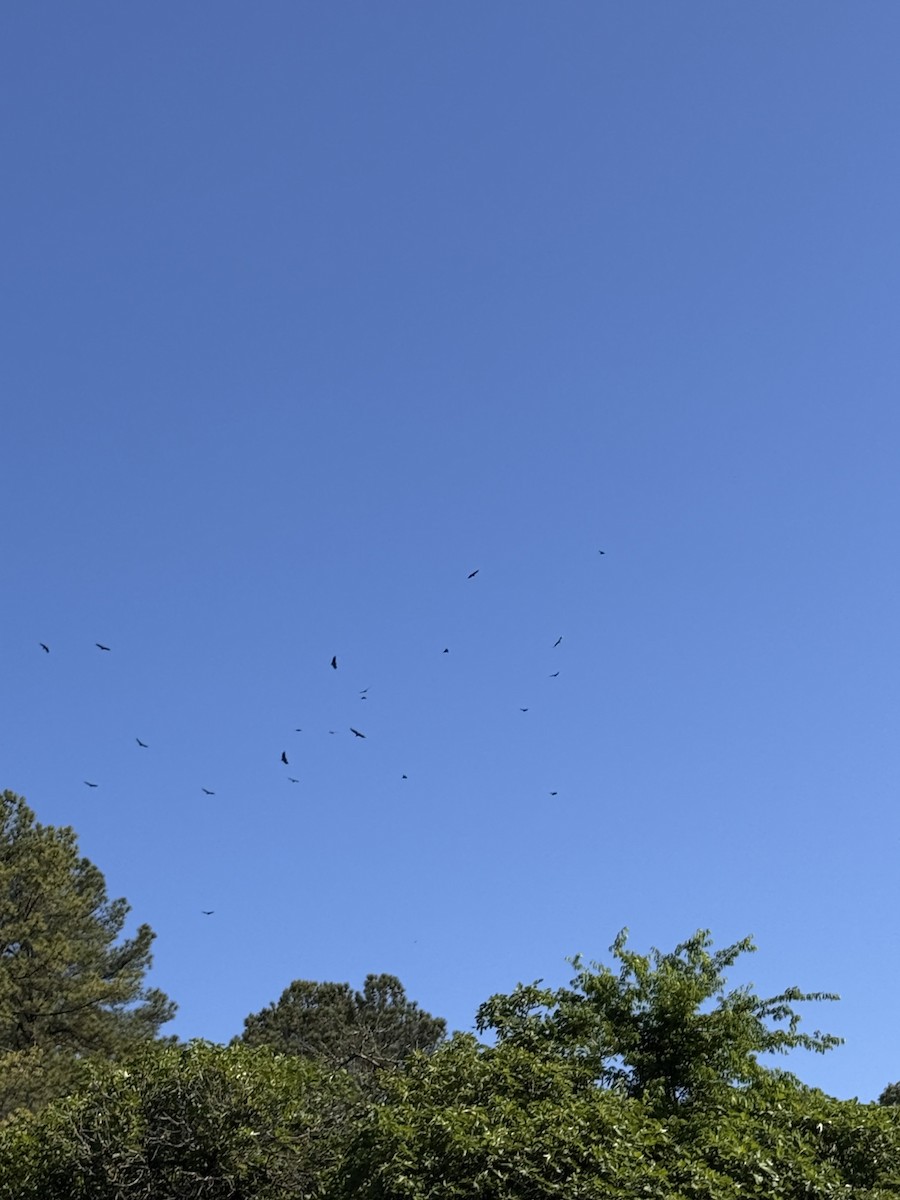 Black Vulture - ML634597174