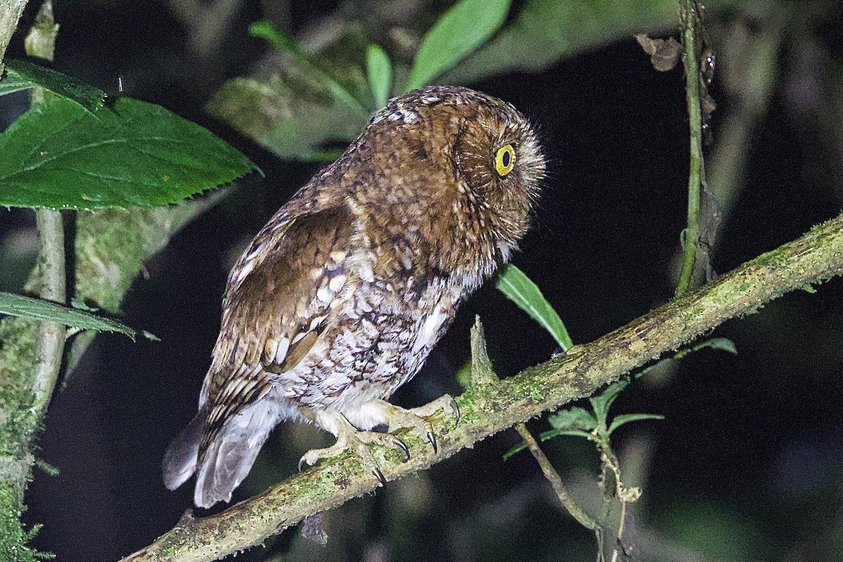 Bearded Screech-Owl - ML634597175