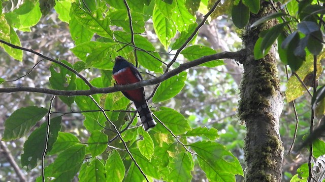 Trogon masqué - ML634597193