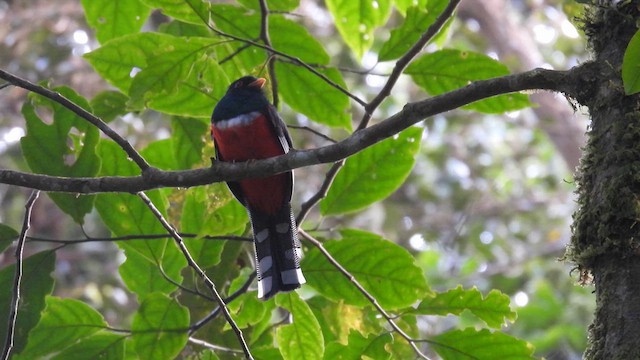 Trogon masqué - ML634597196