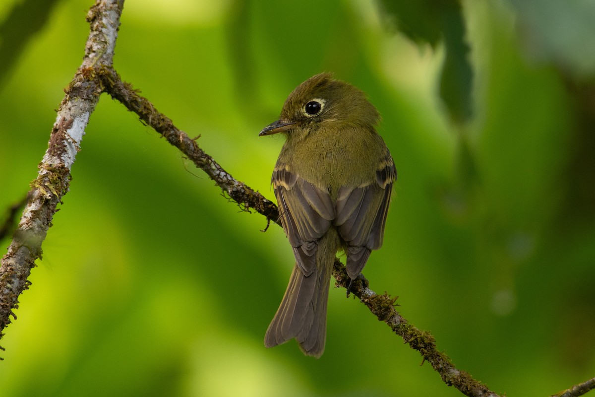 Yellowish Flycatcher - ML634597245