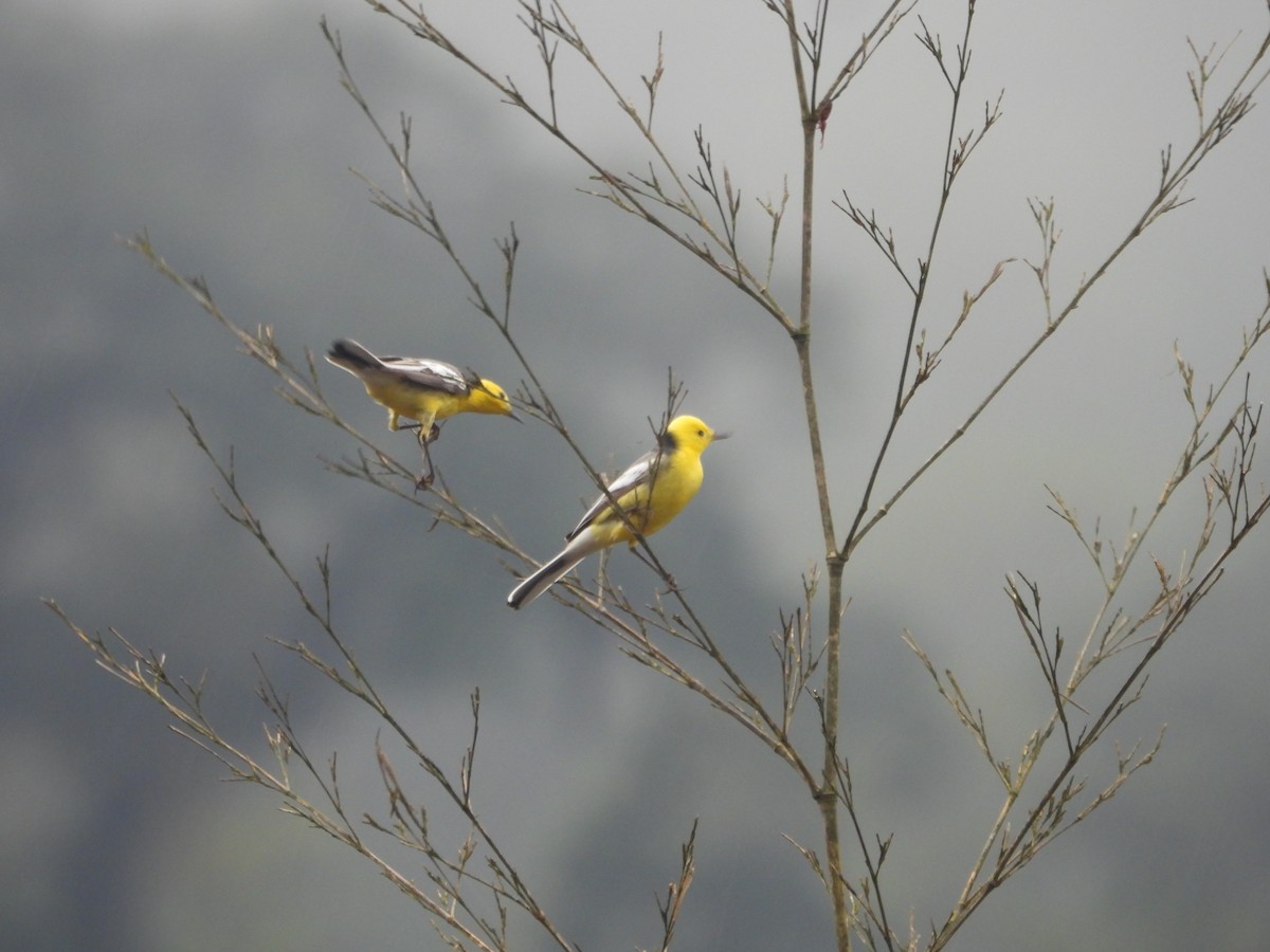 Citrine Wagtail - ML634597274