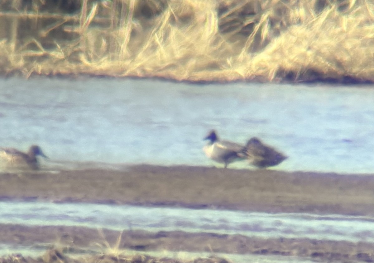 čírka obecná (ssp. crecca x carolinensis) - ML634597281