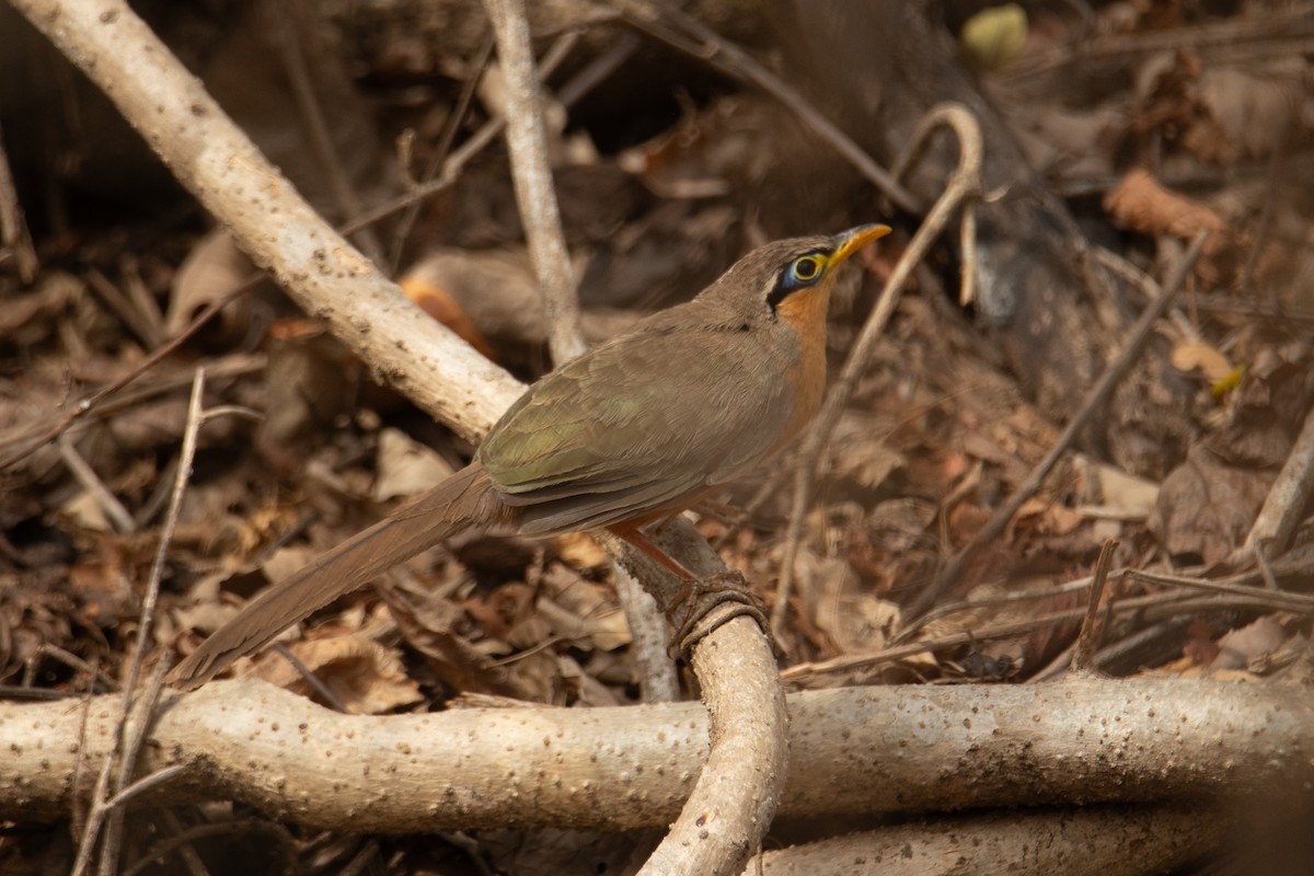 Lesser Ground-Cuckoo - ML634597300