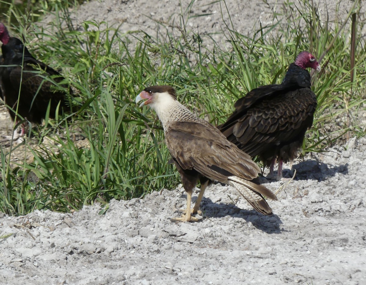 Crested Caracara - ML634597313