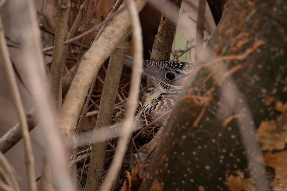 Lesser Roadrunner - ML634597315