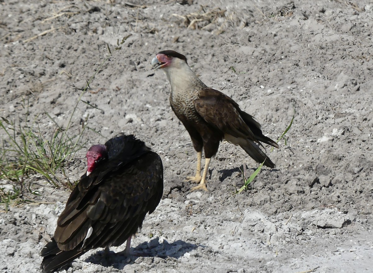Crested Caracara - ML634597317