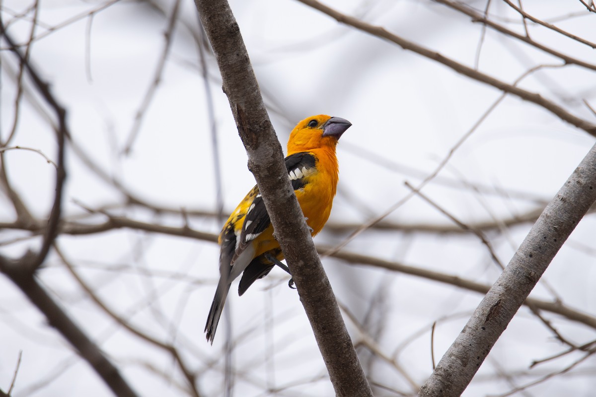Yellow Grosbeak (Guatemalan) - ML634597322
