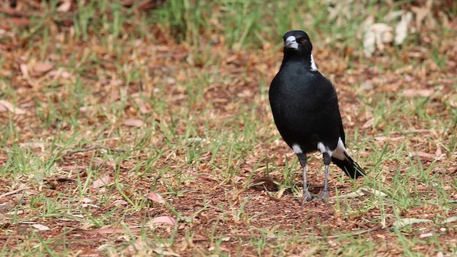 Australian Magpie (Black-backed) - ML634597347